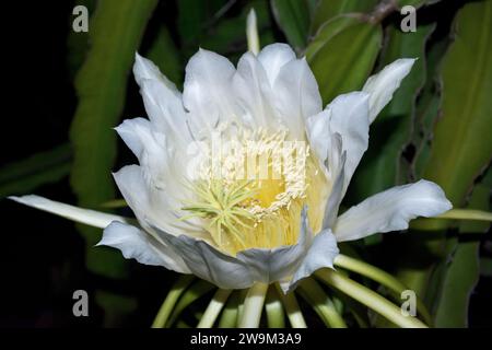 Gros plan image d'une belle fleur de fruit de dragon blanc grande fleur de fleur de fruit de dragon dans la nuit d'été Banque D'Images