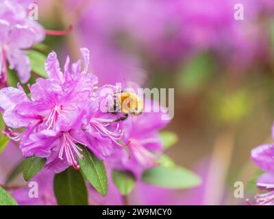 Fleurs roses de l'espace de copie de rhododendron sibérien. Rhododendron dauricum. Floraison printanière du rhododendron de l'Altaï. Plan rapproché de Rhododendron dauricu Banque D'Images