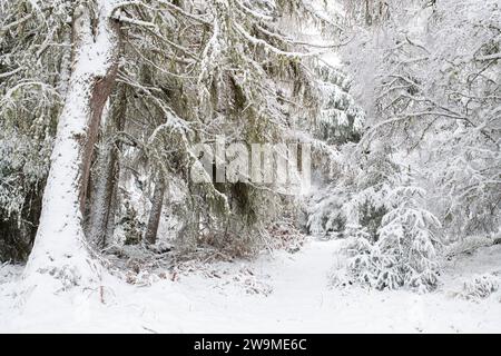 Sentier couvert de neige à travers un bois. Grantown sur Spey, Morayshire, Écosse Banque D'Images