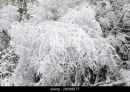 Branches d'arbres enneigées dans un bois. Grantown sur Spey, Morayshire, Écosse Banque D'Images