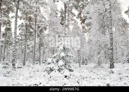 Bois de pin dans la neige. Grantown sur Spey, Morayshire, Écosse Banque D'Images