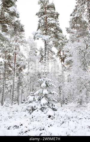 Bois de pin dans la neige. Grantown sur Spey, Morayshire, Écosse Banque D'Images