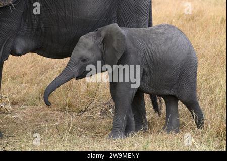 Veau éléphant dans le Serengeti buvant le lait de sa mère Banque D'Images