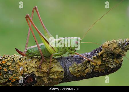 Gros plan naturel sur un bush-cricket vert des hautes terres, Tettigonia cantans assis sur une brindille Banque D'Images