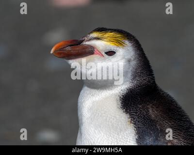 Pingouin royal, Eudyptes schlegeli, se reproduisant sur l'île Macquarie, Australie Banque D'Images