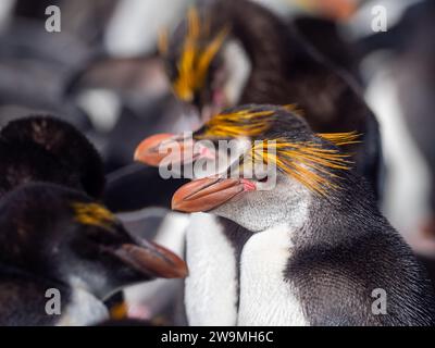 Pingouin royal, Eudyptes schlegeli, se reproduisant sur l'île Macquarie, Australie Banque D'Images