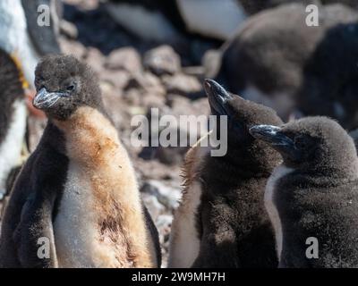 Pingouin royal, Eudyptes schlegeli, se reproduisant sur l'île Macquarie, Australie Banque D'Images