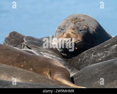 Éléphant du Sud, Mirounga leonina, sur l'île de Macquarie en Australie Banque D'Images