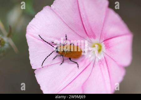 Gros plan naturel sur un coléoptère à jonquilles, Exosoma lusitanicum assis dans une fleur rose de Convolvulus Banque D'Images