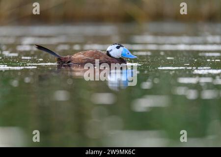 Le canard à tête blanche ou Oxyura leucocephala, est une espèce d'oiseau anseriforme de la famille des Anatidae Banque D'Images