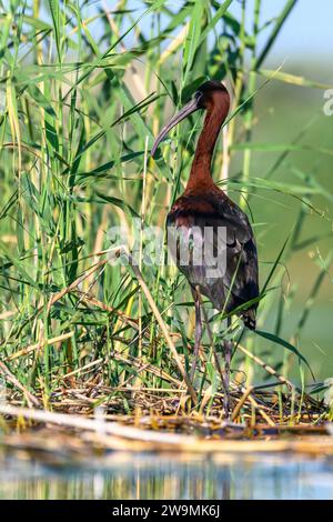 Morito commun ou Plegadis falcinellus, est une espèce d'oiseau pelecaniformes de la famille des Threskiornithidae Banque D'Images