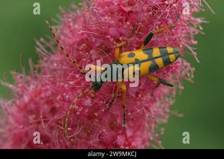 Gros plan naturel sur le coléoptère européen, Leptura maculata assis sur une fleur rose Banque D'Images