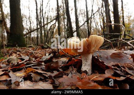 Gros plan naturel à faible angle sur un champignon ocre Brittlegill ou Common Yellow Russula ochroleuca dans la forêt Banque D'Images