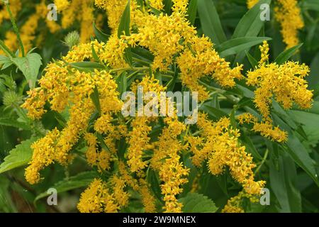 Gros plan détaillé sur les fleurs de rod d'or en fleurs jaune doré, Solidago virgaurea, dans le jardin Banque D'Images