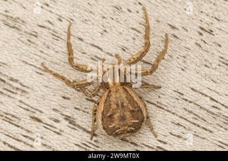 Gros plan naturel sur une araignée crabe , groupe Xysticus cristatus, assis sur du bois Banque D'Images