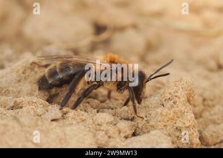 Gros plan naturel sur une abeille minière femelle en chocolat ou aubépine, Andrena carantonica, assise sur un sol sablonneux Banque D'Images