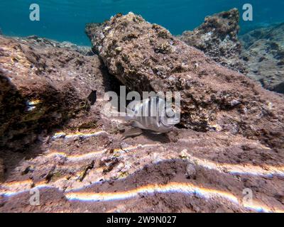 Le dascyllus (Dascyllus trimaculatus), connu sous le nom de domino damsel ou simplement domino, est une espèce de damégoïste de la famille des Pomacentridae und Banque D'Images