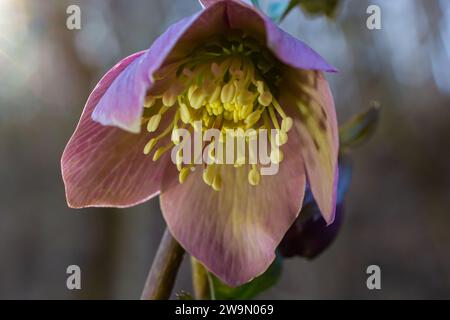 La forêt printanière du début fleurit les hellébores, Helleborus purpurascens. Fleur pourpre dans la nature. Détails de la macro hellebore. Banque D'Images