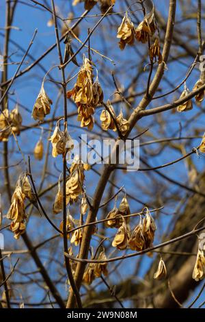 Graines d'érable jaune contre le ciel bleu. Macro. Branches d'érable aux graines dorées par temps clair et ensoleillé. Gros plan. Concept du début du printemps. Beau et lumineux Banque D'Images