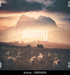 Gros plan de fleurs printanières poussant dans une prairie avec fond de montagne, montagnes Dolomites, Tyrol du Sud, Italie Banque D'Images