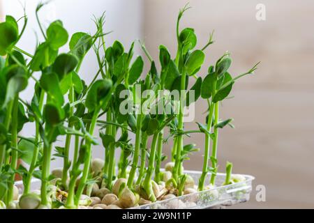 Petits légumes frais pousses de petits pois pour une salade saine. Produit biologique naturel frais. Banque D'Images