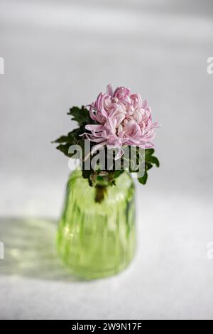 Gros plan de fleurs de chrysanthème rose dans un vase Banque D'Images