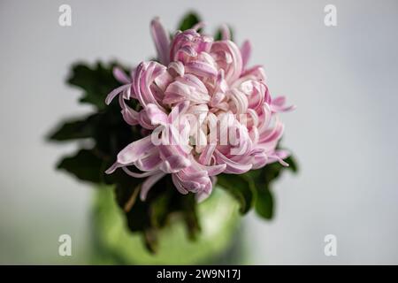 Gros plan de fleurs de chrysanthème rose dans un vase Banque D'Images