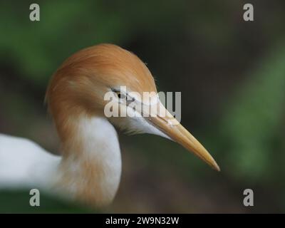 L'aigrette de bovins se concentre sur la pêche en Malaisie Banque D'Images