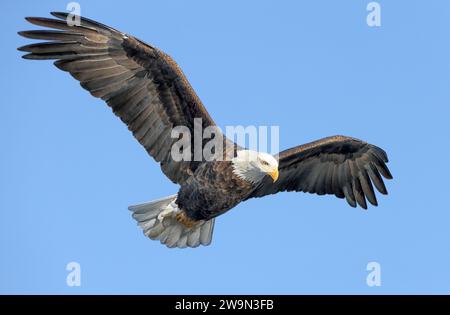 500px photo d'identité : 61771727 - Aigle chauve adulte à la recherche d'un repas. Banque D'Images