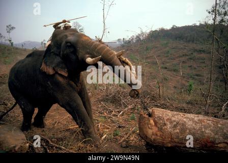 Journalisation de l'éléphant d'Inde Banque D'Images
