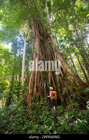 Un randonneur regarde un très grand chatanier (arbre racine de contrefort, Acomat Boucan Sloanea) dans la forêt tropicale sur le segment 11 du Waitukubuli National Trail dans les Caraïbes Banque D'Images