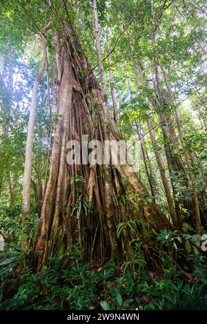 Un grand chatanier (Acomat Boucan Sloanea) pousse dans la forêt tropicale sur le segment 11 du Waitukubuli National Trail sur l'île caribéenne de la Dominique. Banque D'Images