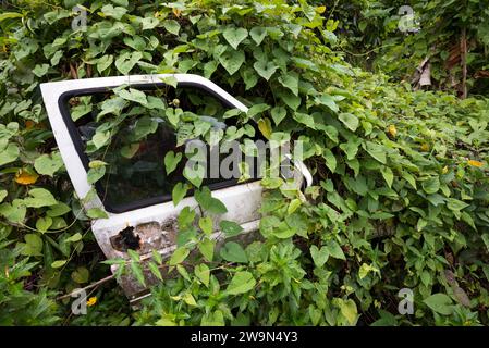 Une voiture est engloutie dans la végétation du territoire de Kalinago sur le segment 6 du sentier national Waitukubuli sur l'île caribéenne de la Dominique. Banque D'Images