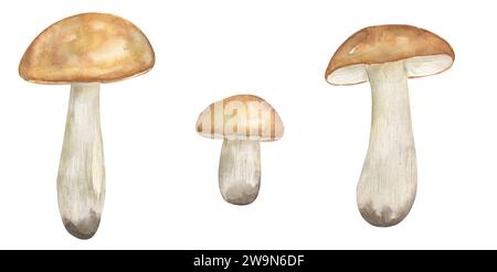 Illustration de champignons de peuplier faux-tremble à l'aquarelle, ensemble de cliparts de champignons de huileur, éléments dessinés à la main Banque D'Images