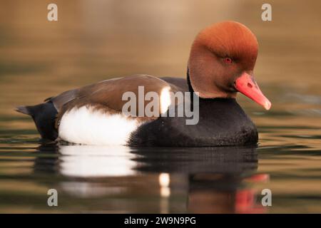 Red Crested Pochards dans une zone humide à Londres des espèces de CANARDS du Royaume-Uni ont été capturées arrivant dans les zones humides de Londres depuis le nord de l'Europe le mardi Banque D'Images