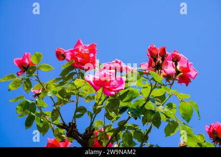 Fleur d'une rose. Gros plan de plantes à fleurs. Banque D'Images