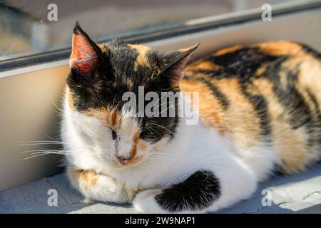 Chat sauvage endormi dans la rue en Grèce. Banque D'Images