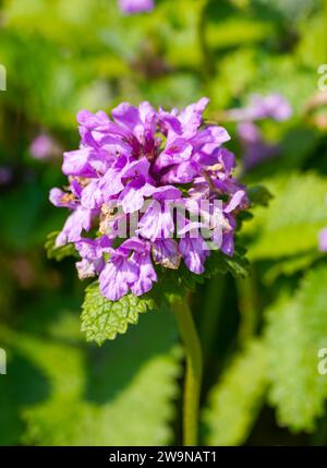 Fleurs Ziest. Gros plan de plantes à fleurs. Stachys. Banque D'Images