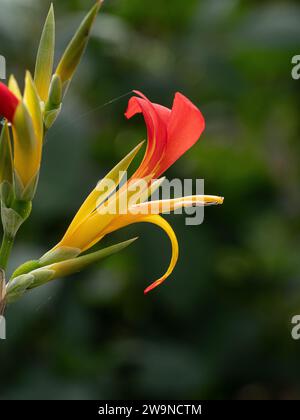 Gros plan d'une fleur rouge et jaune unique de Canna patens Banque D'Images