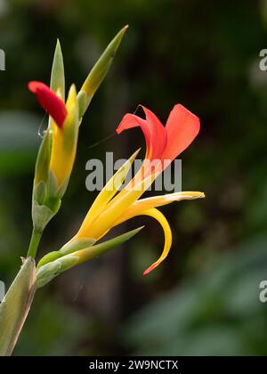 Gros plan d'une fleur rouge et jaune unique de Canna patens Banque D'Images