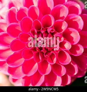 Un cadre remplissant un gros plan d'une fleur de Dahlia Banque D'Images