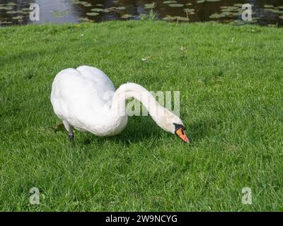 Gros plan d'un seul cygne muet se nourrissant d'herbe verte luxuriante Banque D'Images