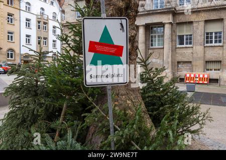 Sammelstelle für ausgediente Weihnachtsbäume. // 29.12.2023 : Stuttgart, Baden-Württemberg, Deutschland, Europa *** point de collecte des arbres de Noël jetés 29 12 2023 Stuttgart, Baden Württemberg, Allemagne, Europe Banque D'Images