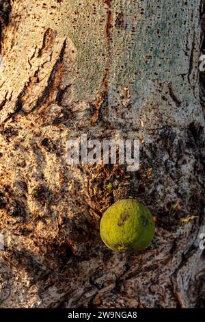 Prolifique et succulent Ficus Sycomorus «Sakalavarum», figue sycomore, figue-mûrier. Gros plan naturel, haute résolution, d'une plante alimentaire originale Banque D'Images