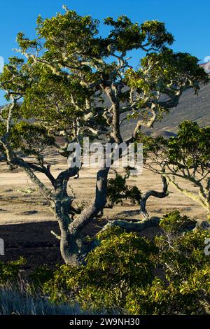 Arbre KOA, sanctuaire des arbres indigènes Kipuka pu’u Huluhulu, Hawaï Banque D'Images