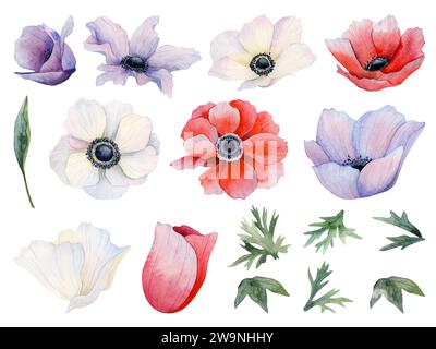 Fleurs d'anémones blanches, rouges et violettes avec des tiges, feuilles bourgeons ensemble d'illustration aquarelle. Coquelicots de fleurs sauvages des prairies Banque D'Images