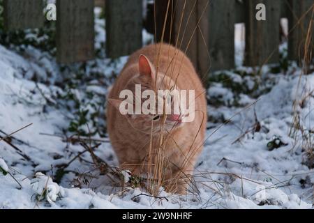 Chat dans la neige Banque D'Images