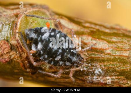 Puceron d'écorce de saule noir (Pterocomma salicis) Banque D'Images