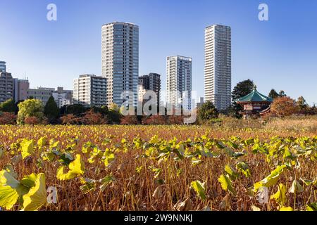 Vue de l'étang d'Ueno en automne Banque D'Images