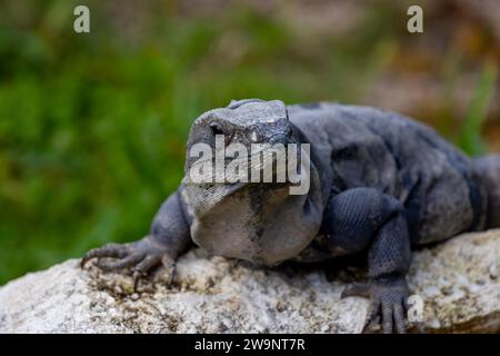 Un Iguane couché au soleil. Banque D'Images